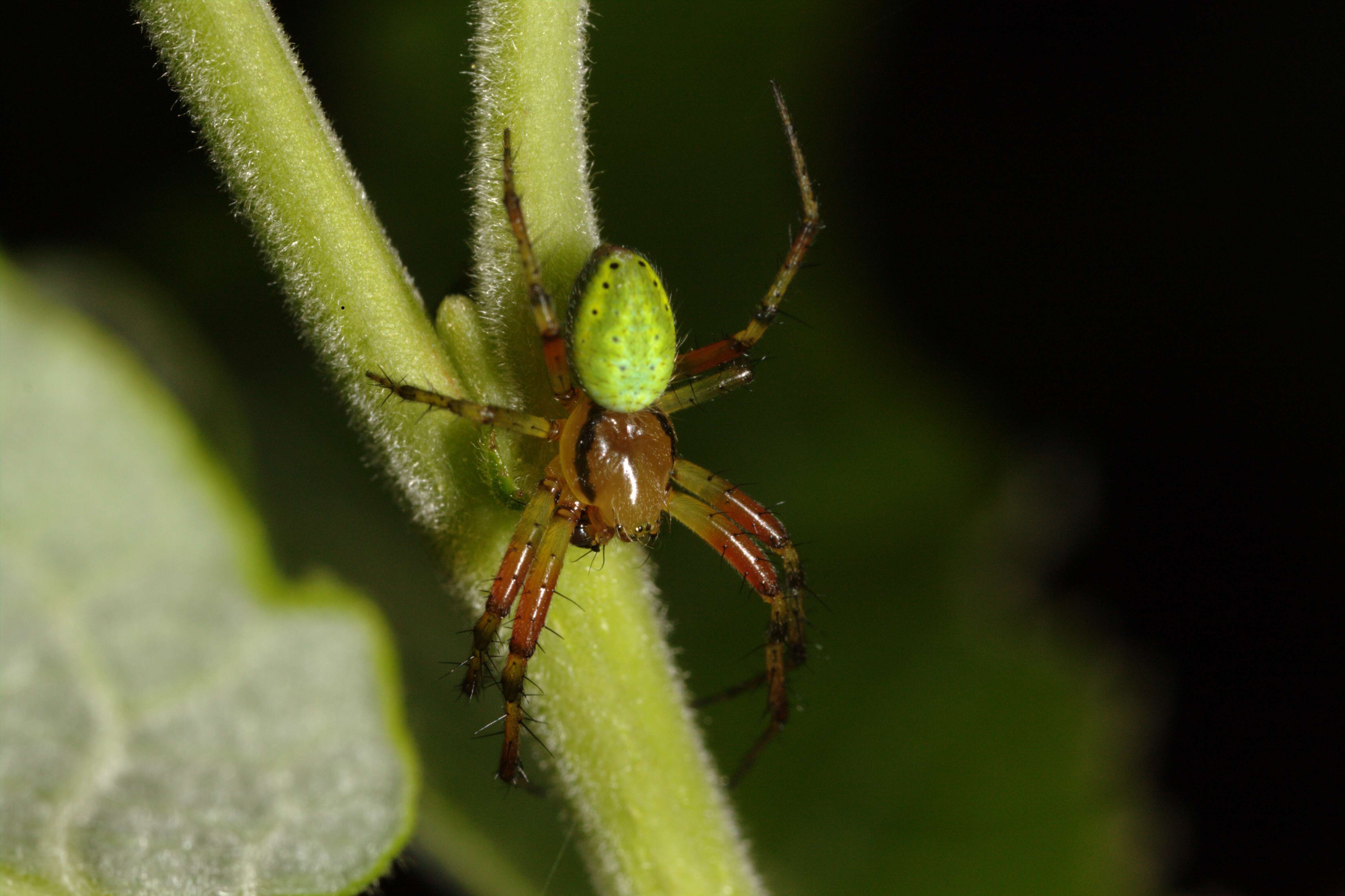 Image of Cucumber green spider