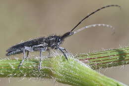 Image of Agapanthia cardui (Linné 1767)