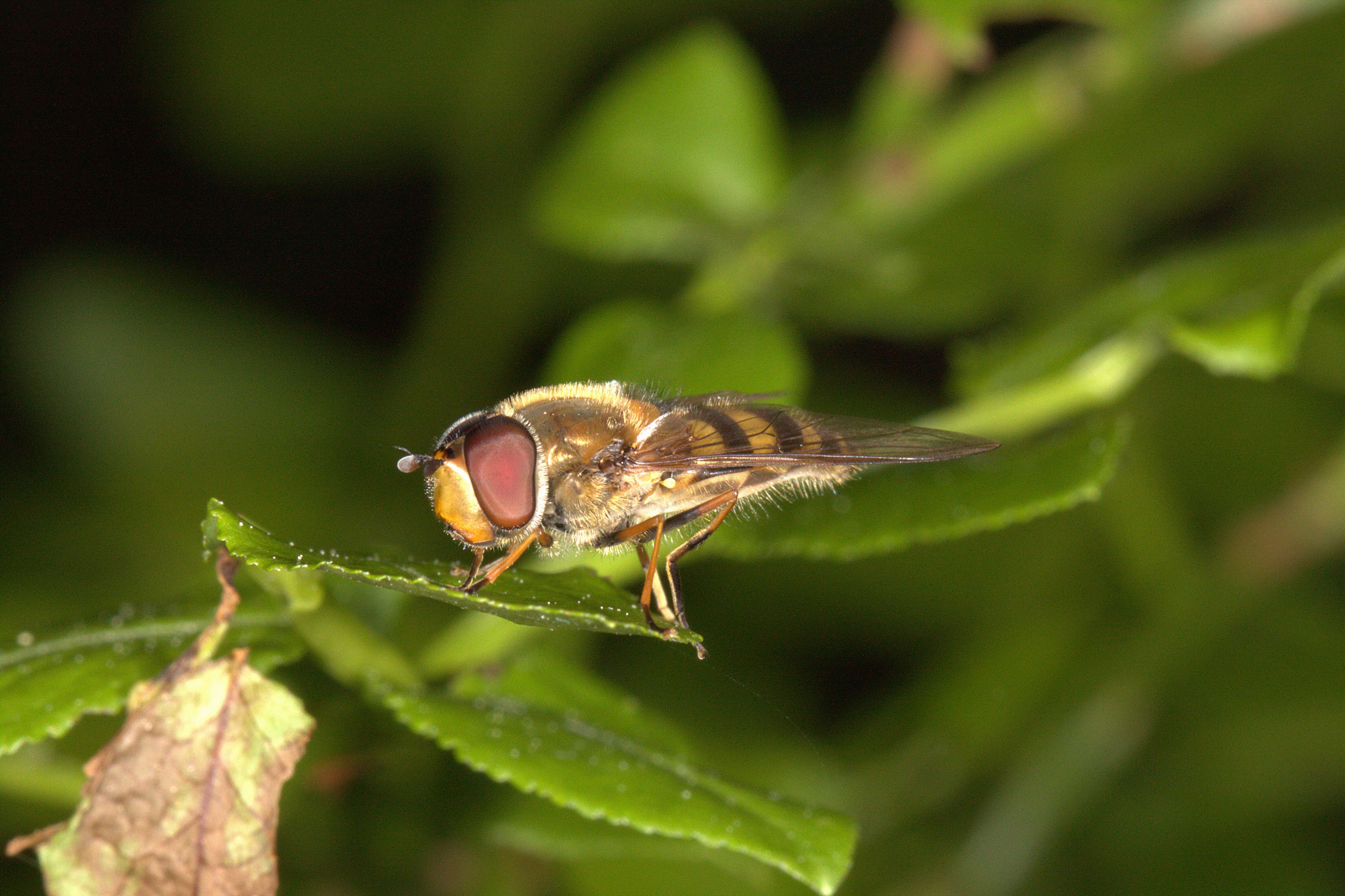 Image of Syrphus vitripennis Meigen 1822