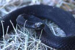 Image of Adder