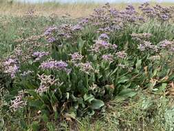 Image of Mediterranean sea lavender