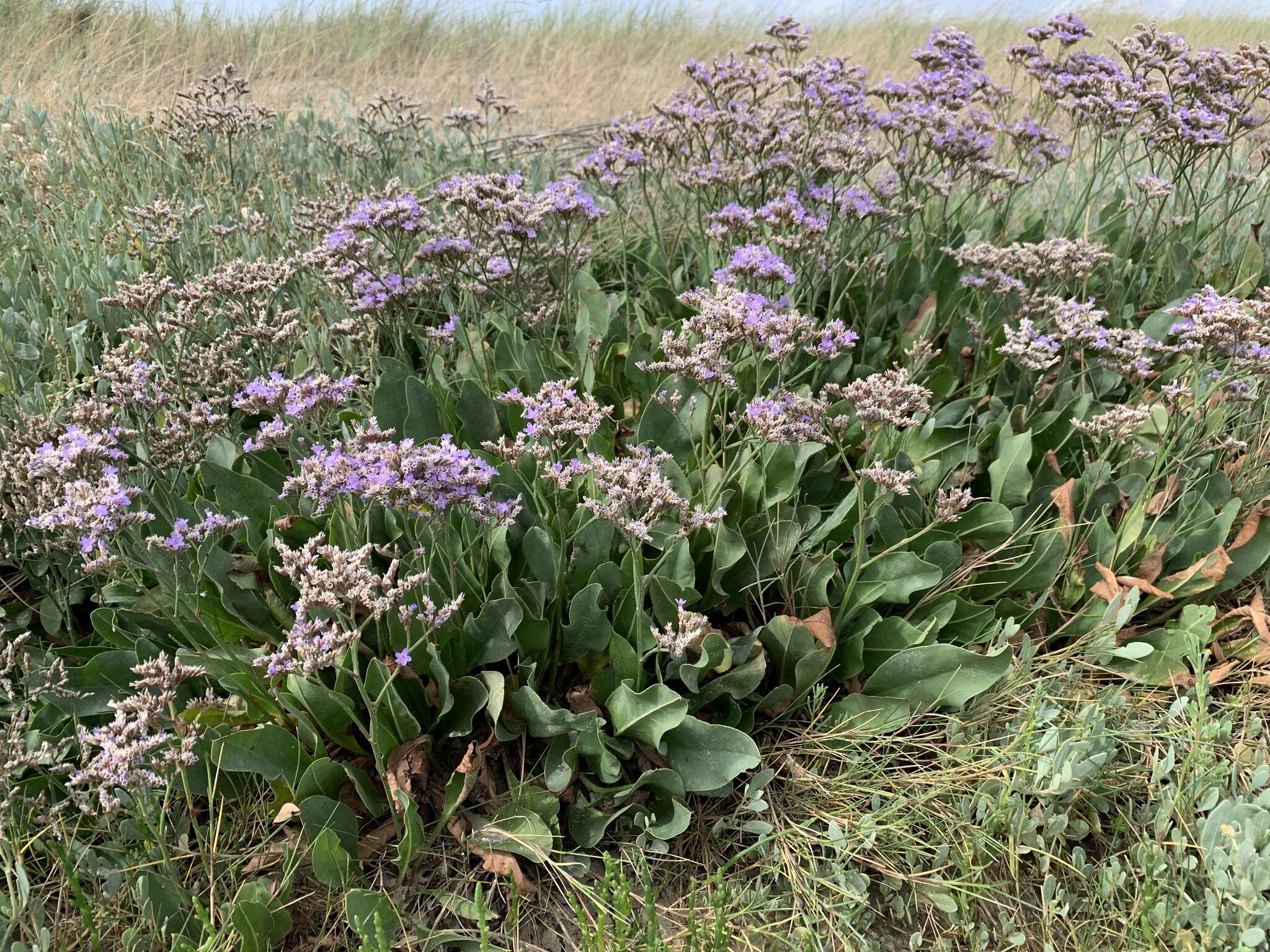 Image of Mediterranean sea lavender