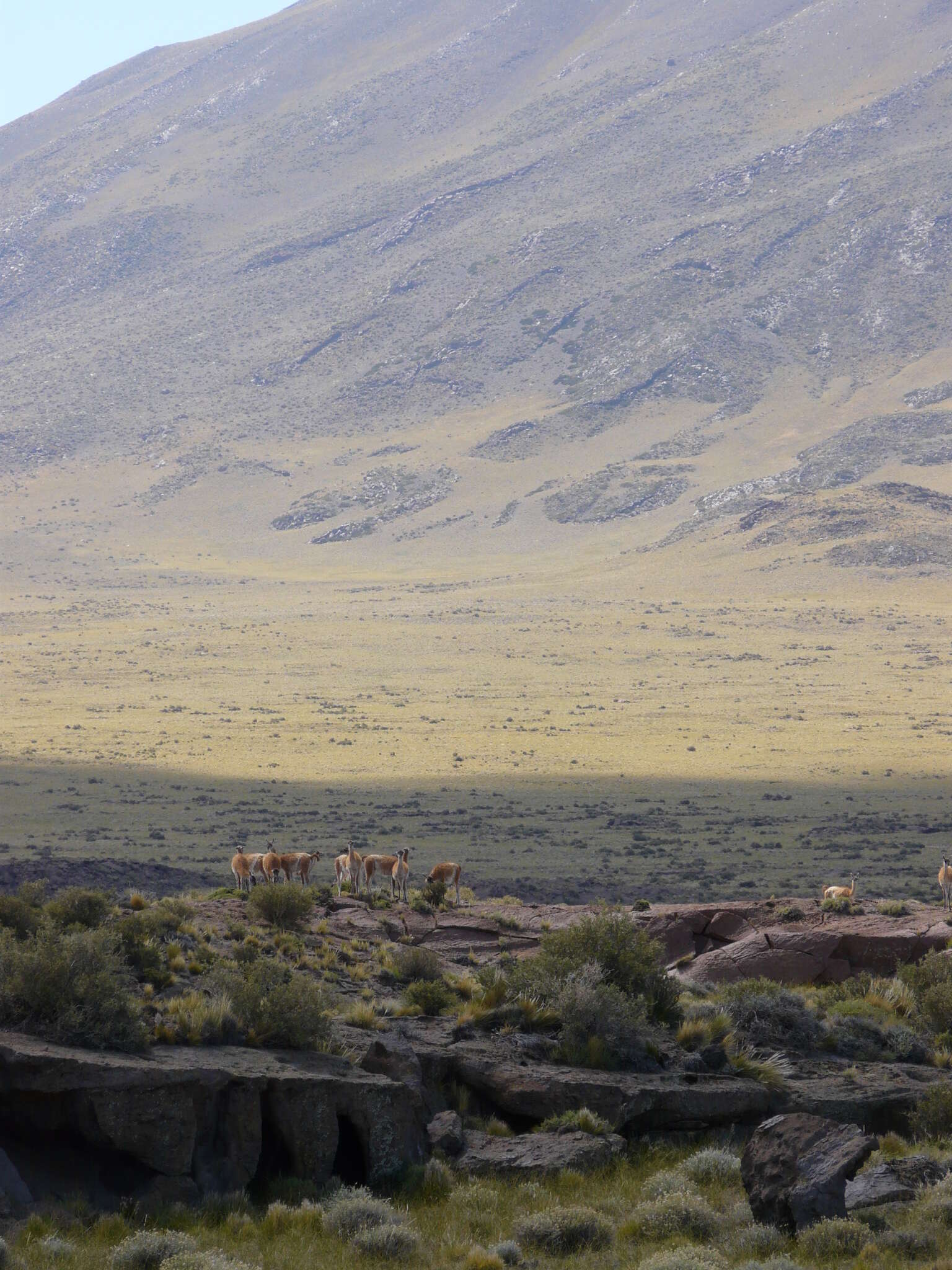 Image de guanaco