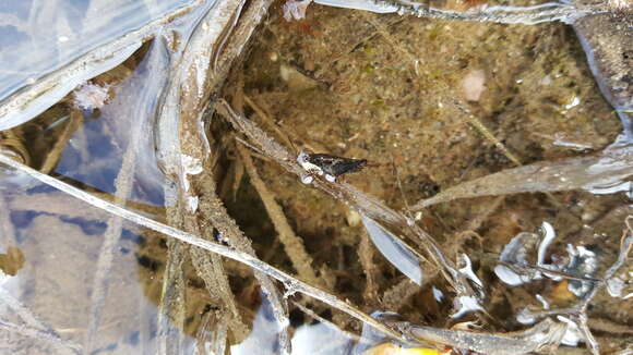 Image of Black-sided Pygmy Grasshopper