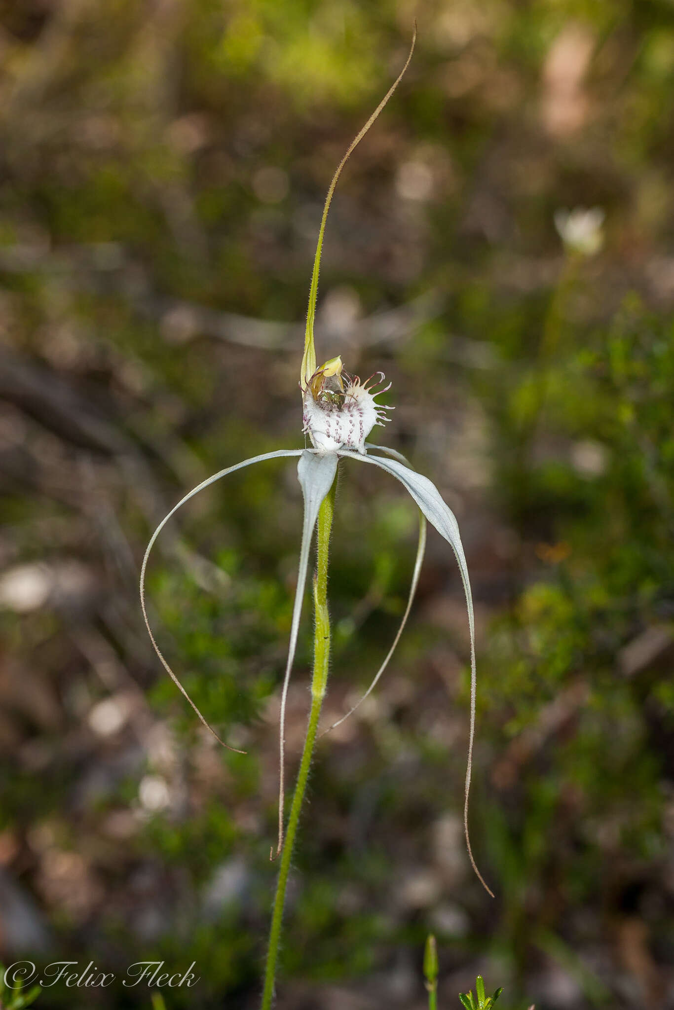 Image of Caladenia splendens Hopper & A. P. Br.