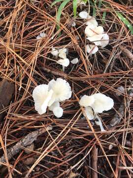 Image of Marasmius calhouniae Singer 1989