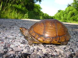 Image of Three-toed box turtle