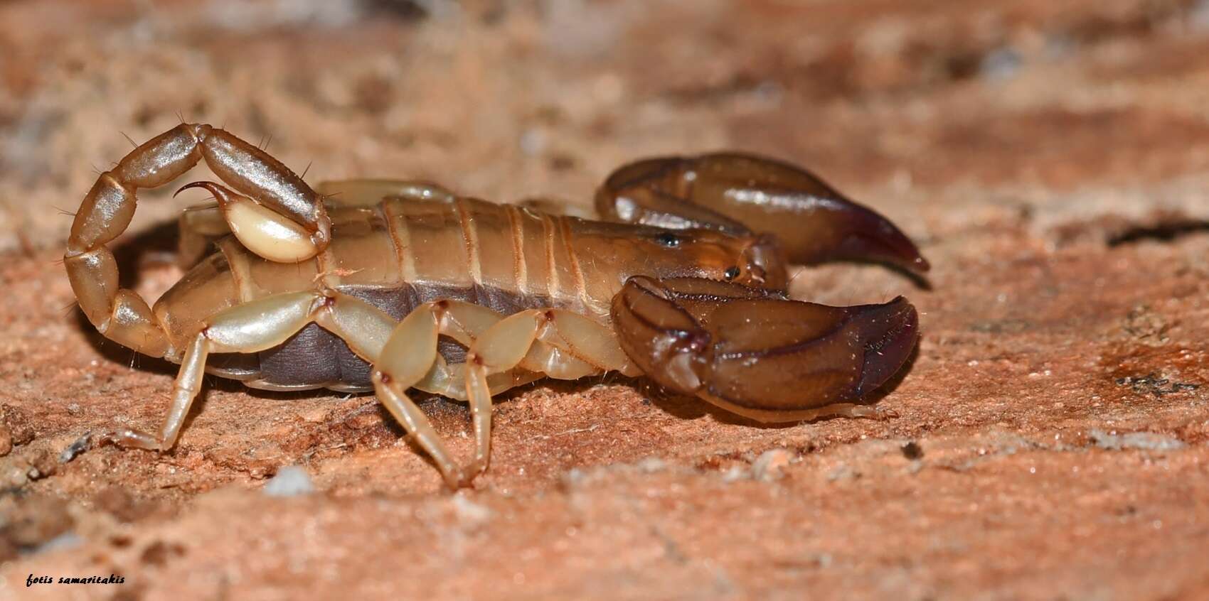 Image of Euscorpius candiota Birula 1903