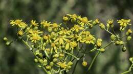 Image of Small's ragwort