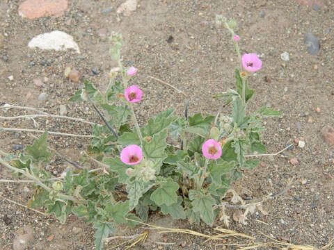 Image of Sphaeralcea mendocina Phil.