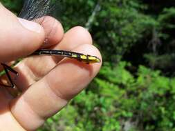 Gomphurus fraternus (Say 1840) resmi