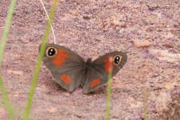 Image of <i>Stygionympha <i>wichgrafi</i></i> wichgrafi