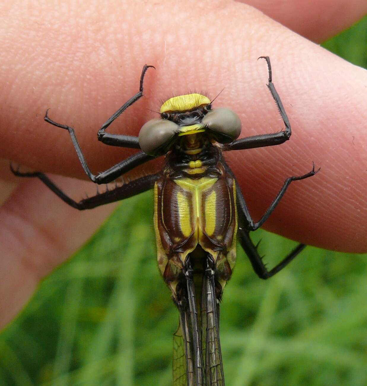 صورة Dromogomphus Selys 1854