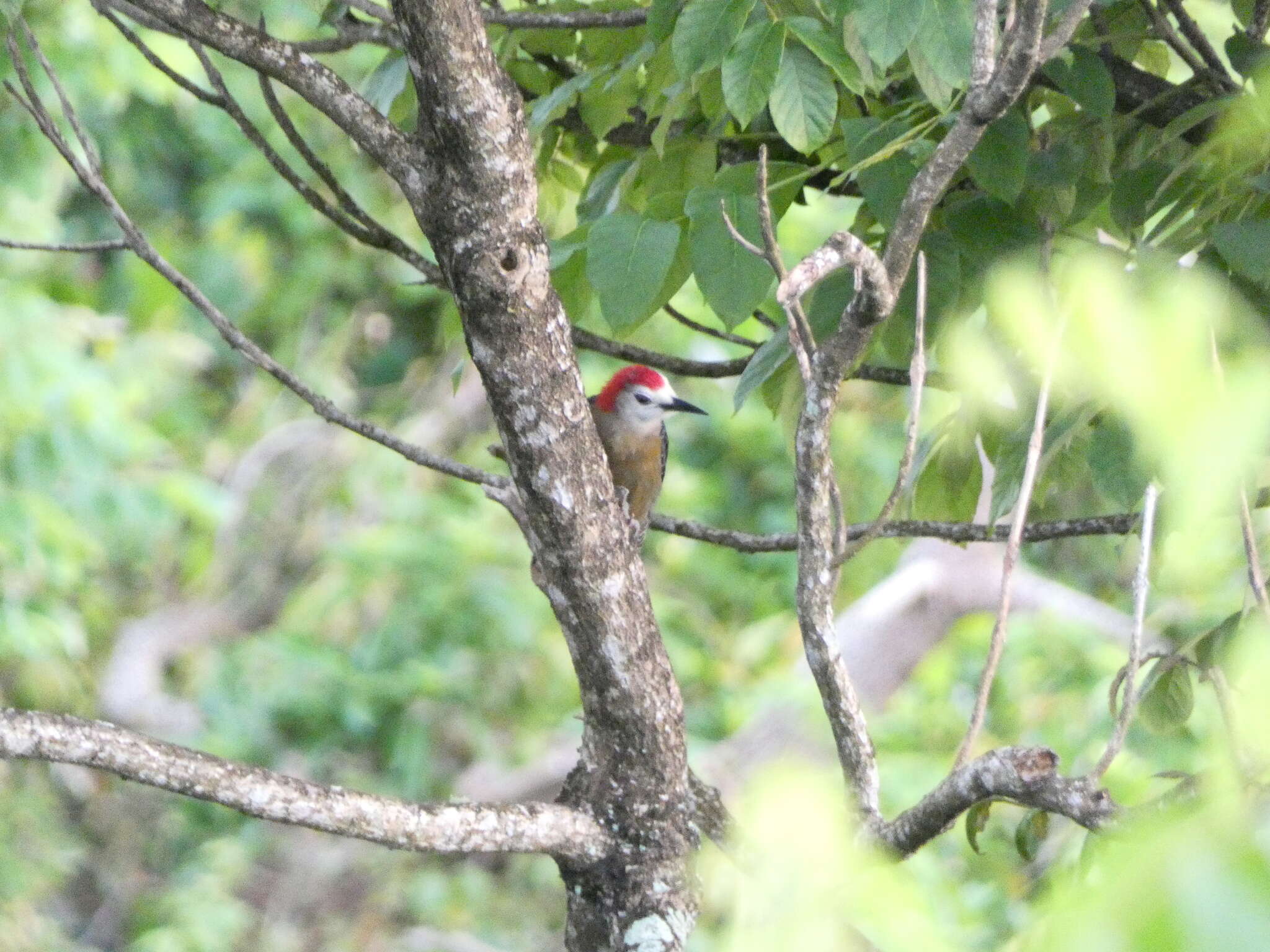 Image of Jamaican Woodpecker