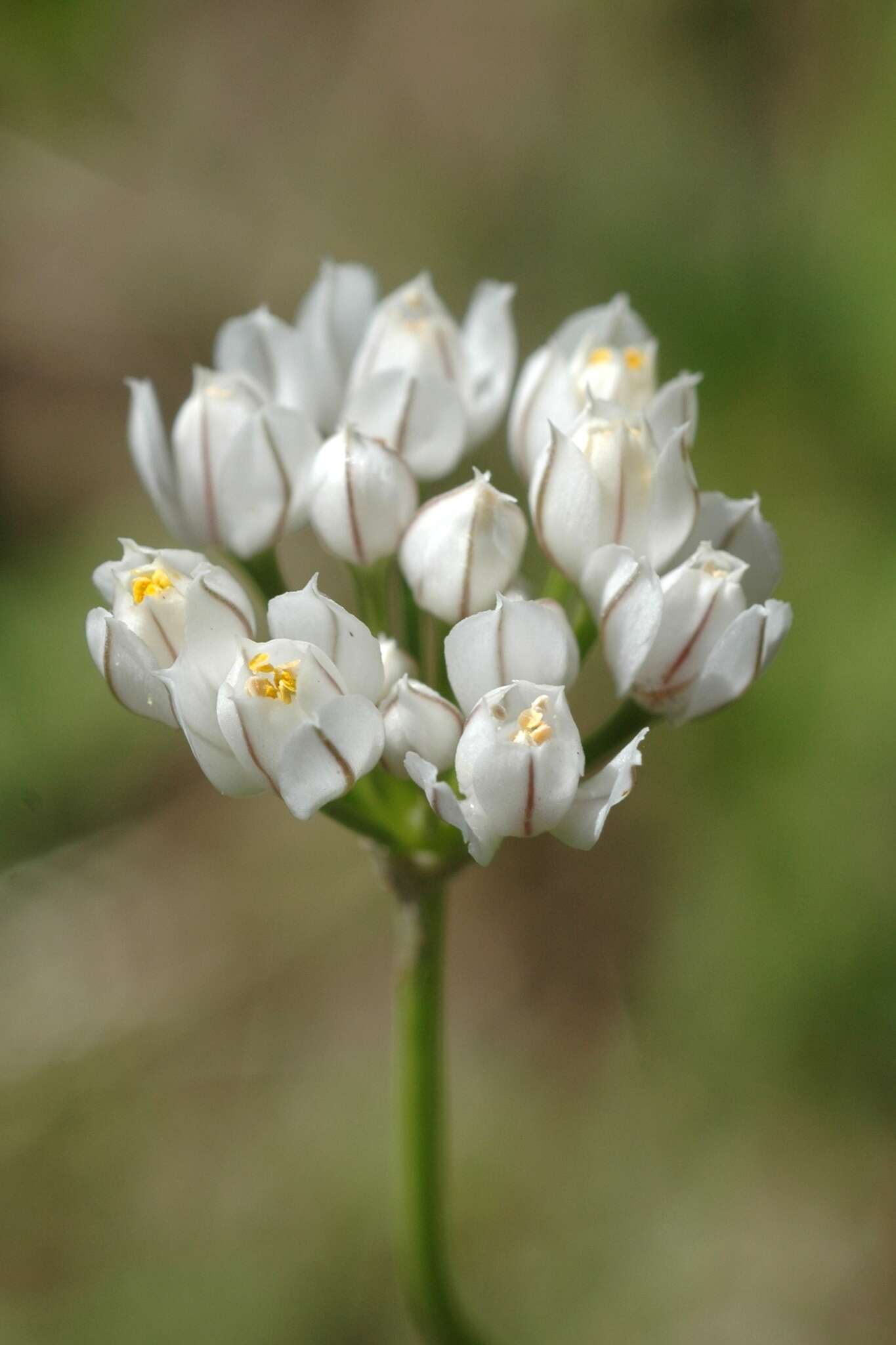 Image of Allium oreoprasum Schrenk