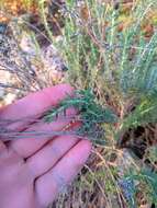 Image of Teucrium capitatum subsp. majoricum (Rouy) Nyman