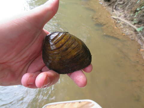 Image of Slabside Pearlymussel