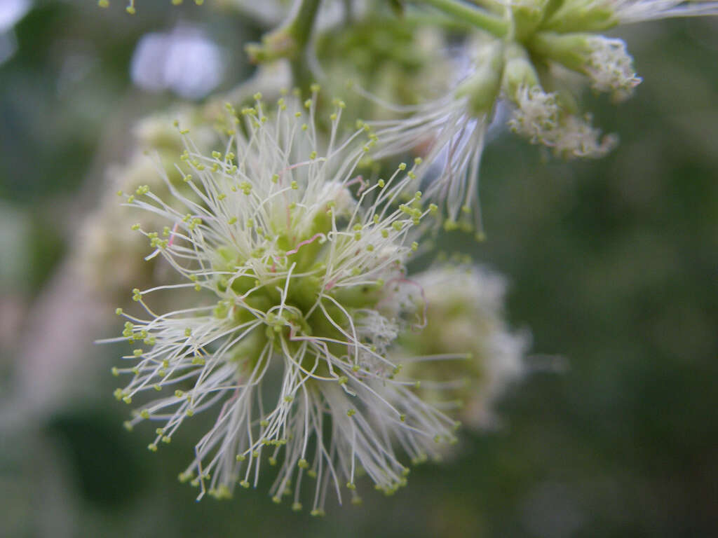 Plancia ëd Pithecellobium dulce (Roxb.) Benth.