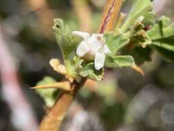 Image of desert gooseberry