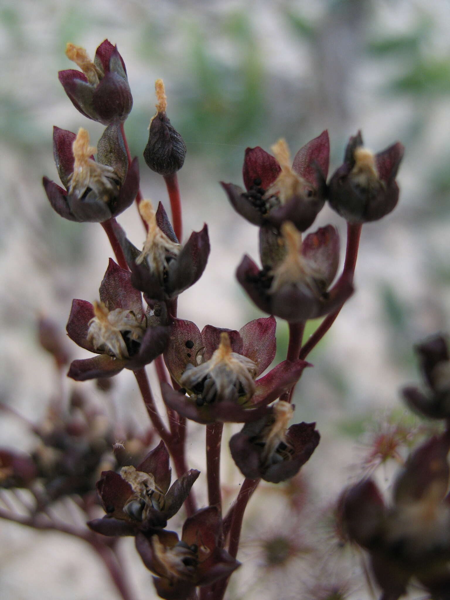 Image de Drosera stolonifera subsp. humilis (Planch.) N. Marchant