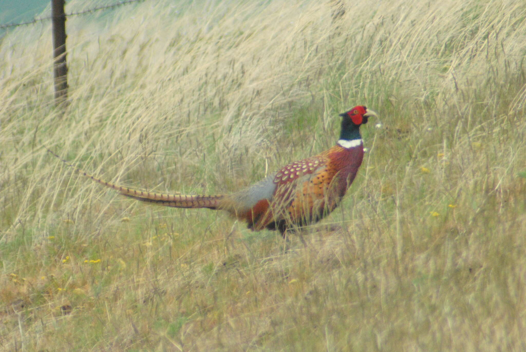 Image of Chinese Ring-necked Pheasant