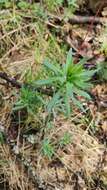 Image of Bedstraw