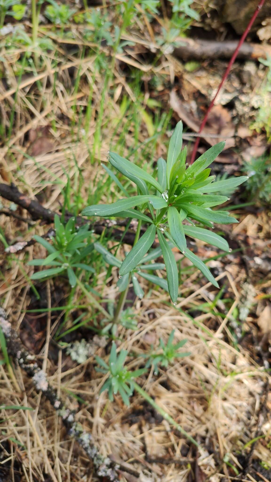 Image of Bedstraw