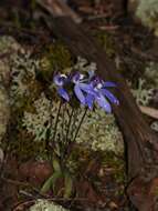 Image of Eastern tiny blue china orchid