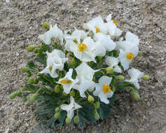 Image of common bearpoppy