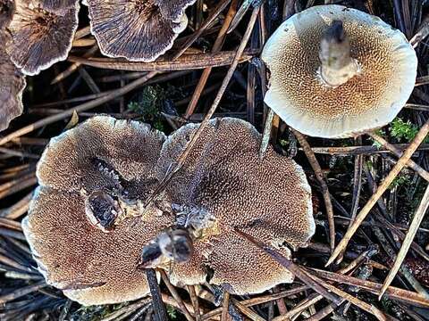 Image of Hydnellum subzonatum K. A. Harrison 1961