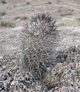 Plancia ëd Pediocactus sileri (Engelm. ex J. M. Coult.) L. D. Benson