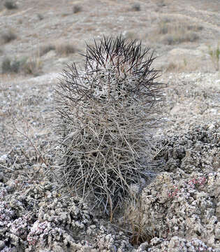 Plancia ëd Pediocactus sileri (Engelm. ex J. M. Coult.) L. D. Benson