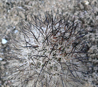 Plancia ëd Pediocactus sileri (Engelm. ex J. M. Coult.) L. D. Benson