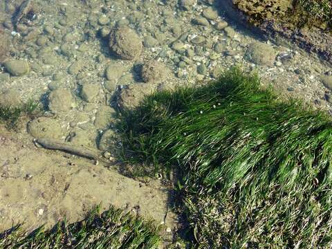 Image of Zostera novazelandica Setch.