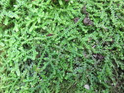 Imagem de Selaginella denticulata (L.) Spring