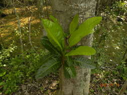 Image of Tabebuia cassinoides (Lam.) DC.