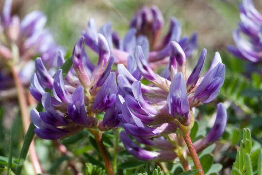 Image of Pyne's ground plum