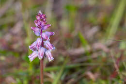 Imagem de Lachenalia youngii Baker