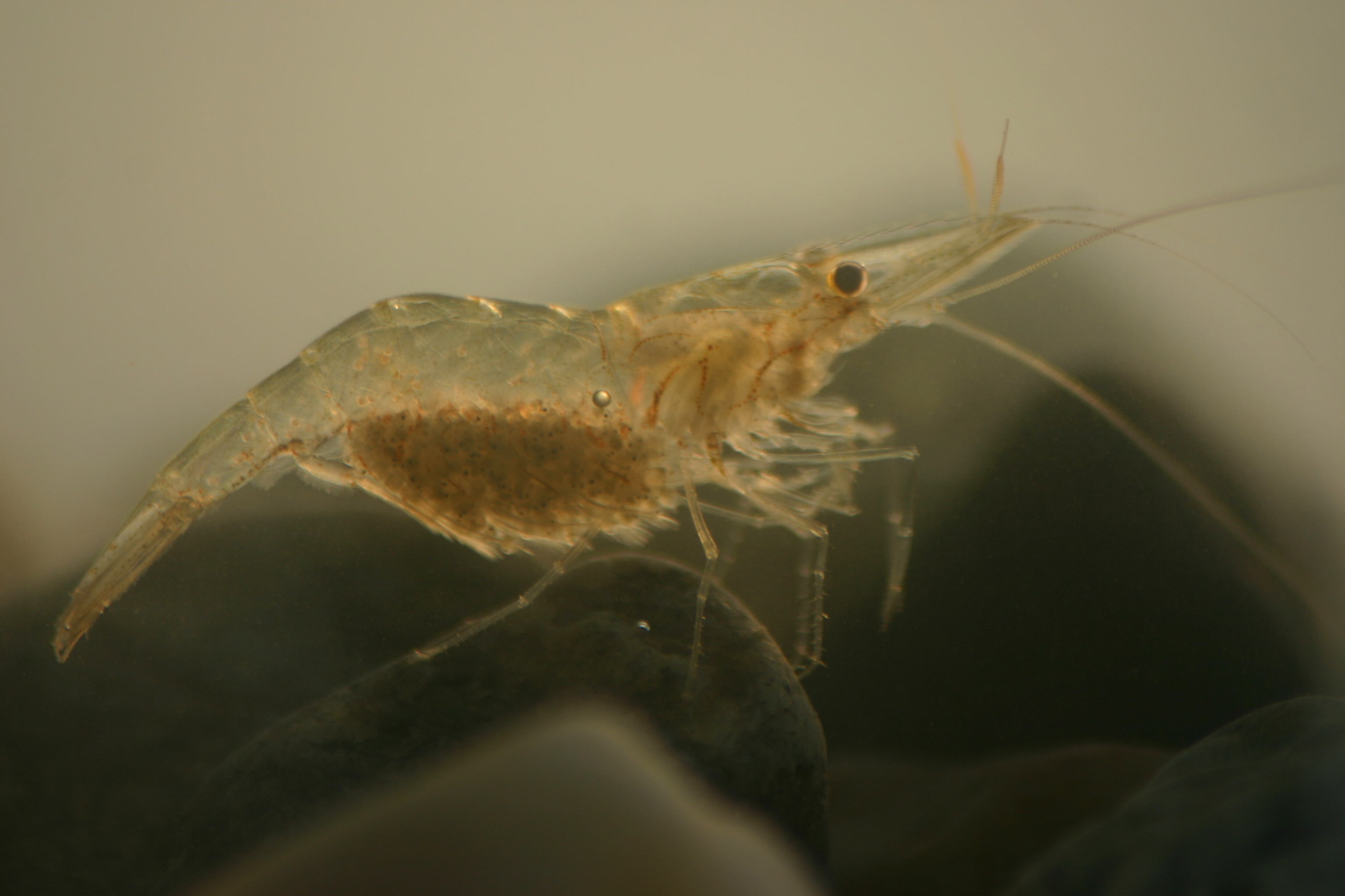 daggerblade grass shrimp - Encyclopedia of Life