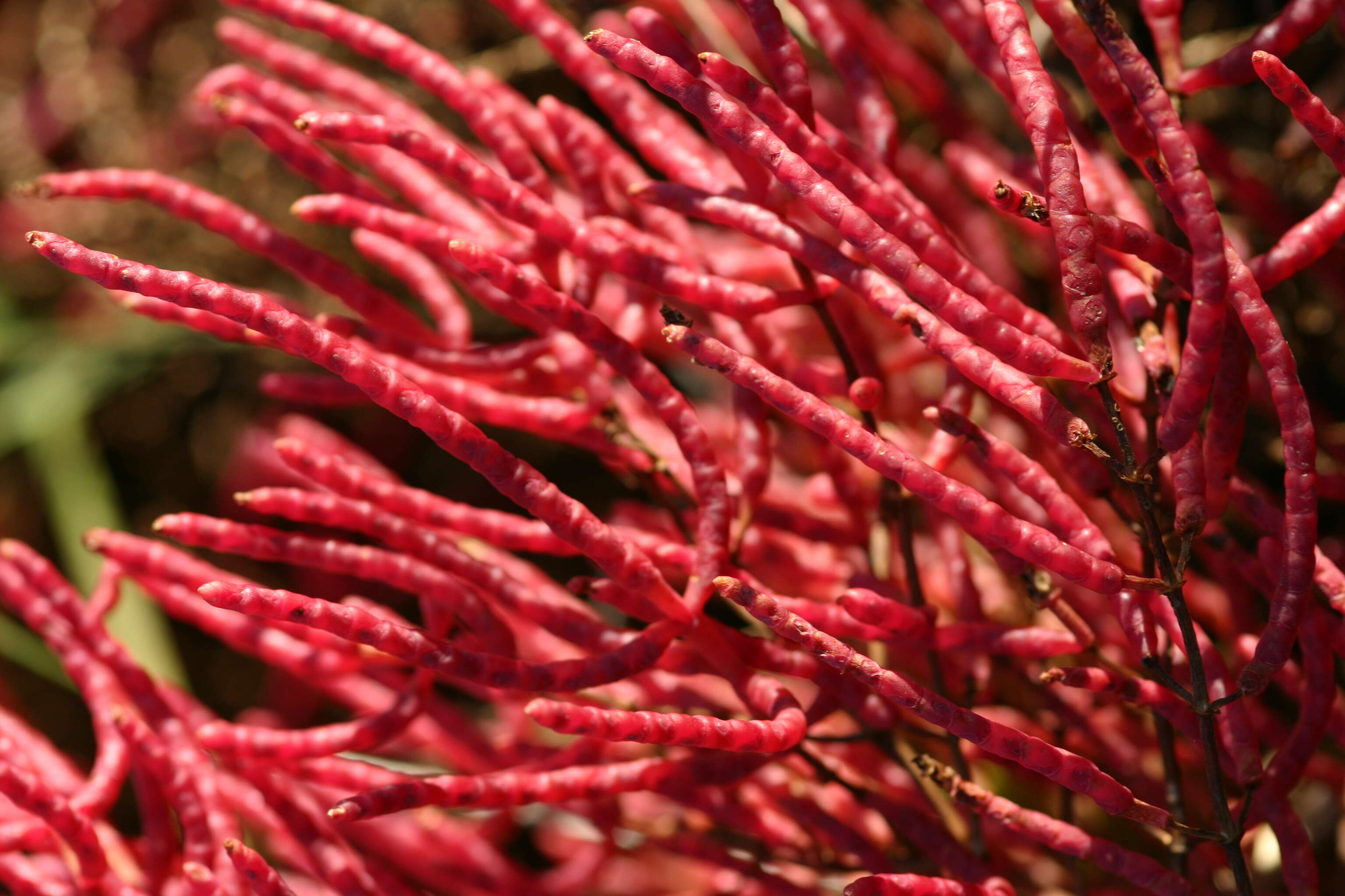 Image of Salicornia virginica