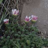 Image of Atlas Daisy