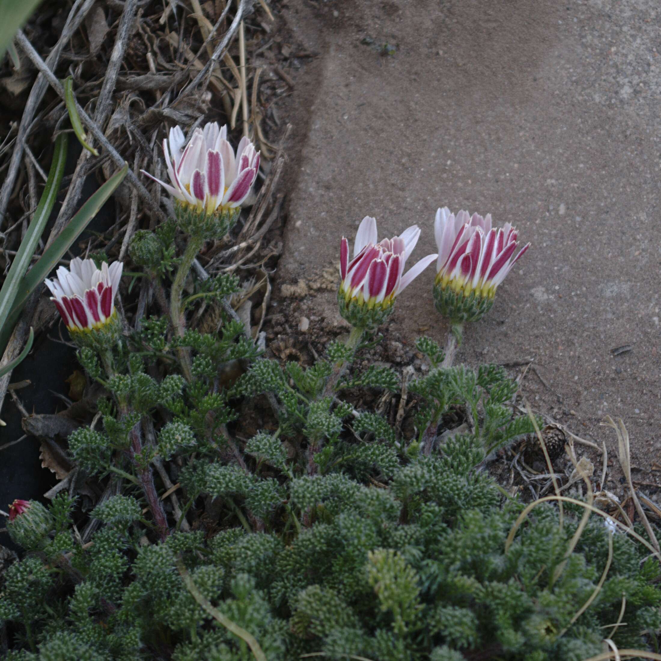 Image of Atlas Daisy