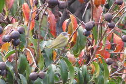 Слика од Vireo flavoviridis (Cassin 1851)