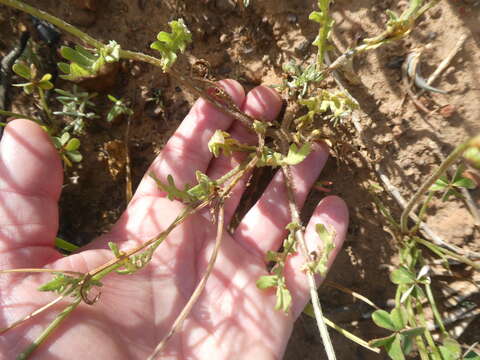 Image of Senecio littoreus Thunb.