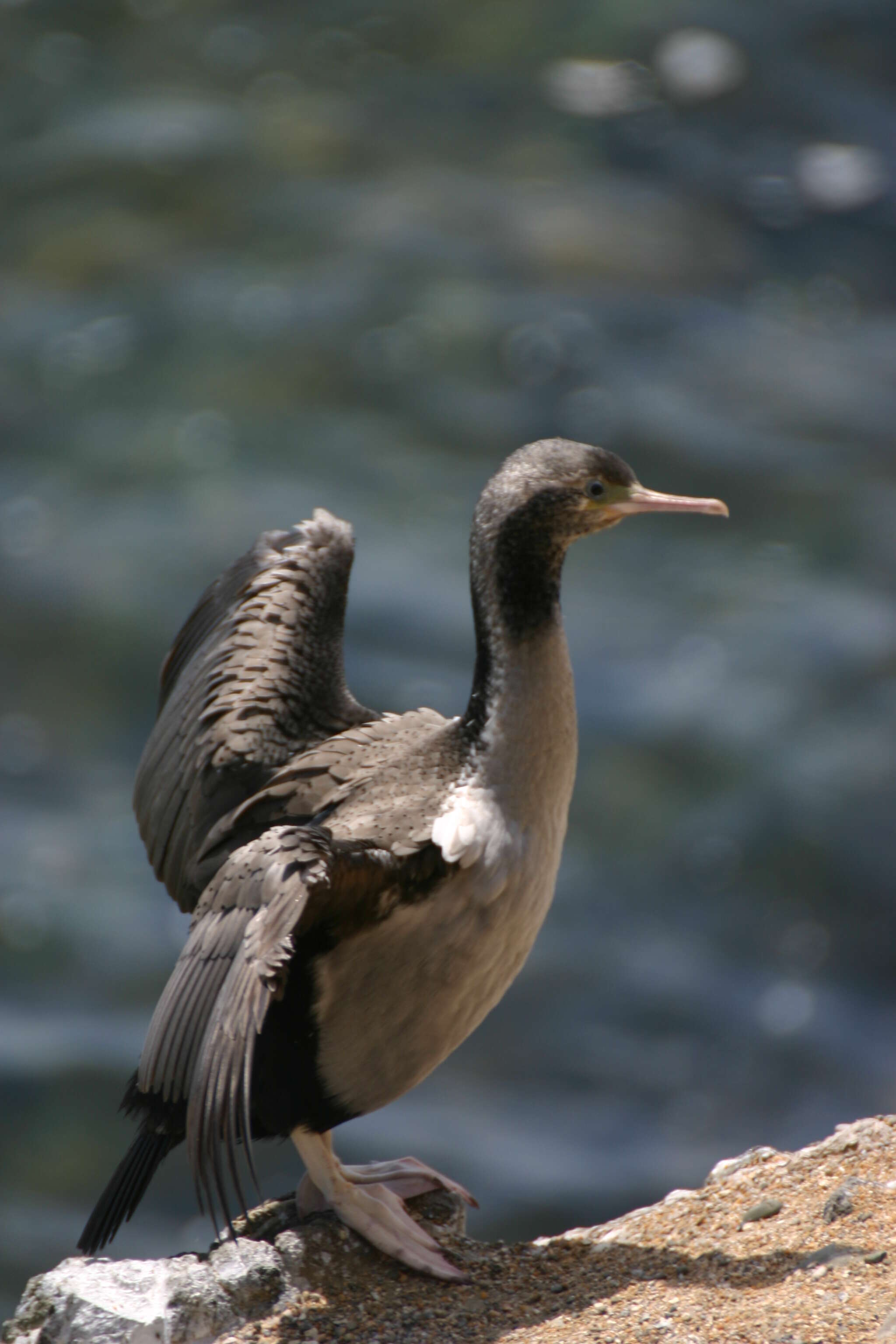 Image of Spotted Shag