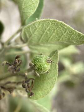 Image of pepperbush