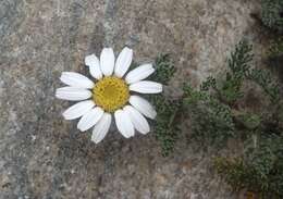 Image of Atlas Daisy