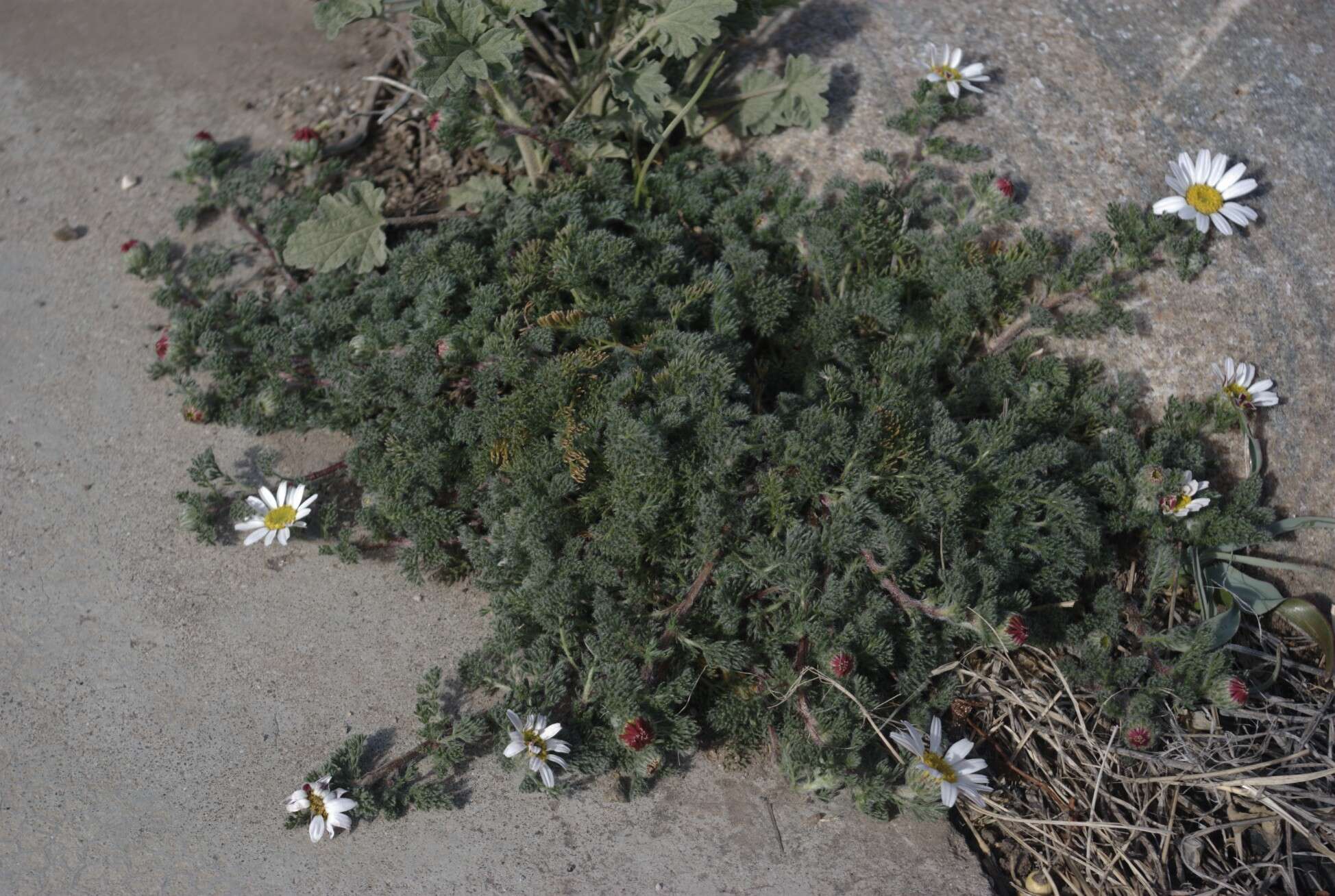 Image of Atlas Daisy