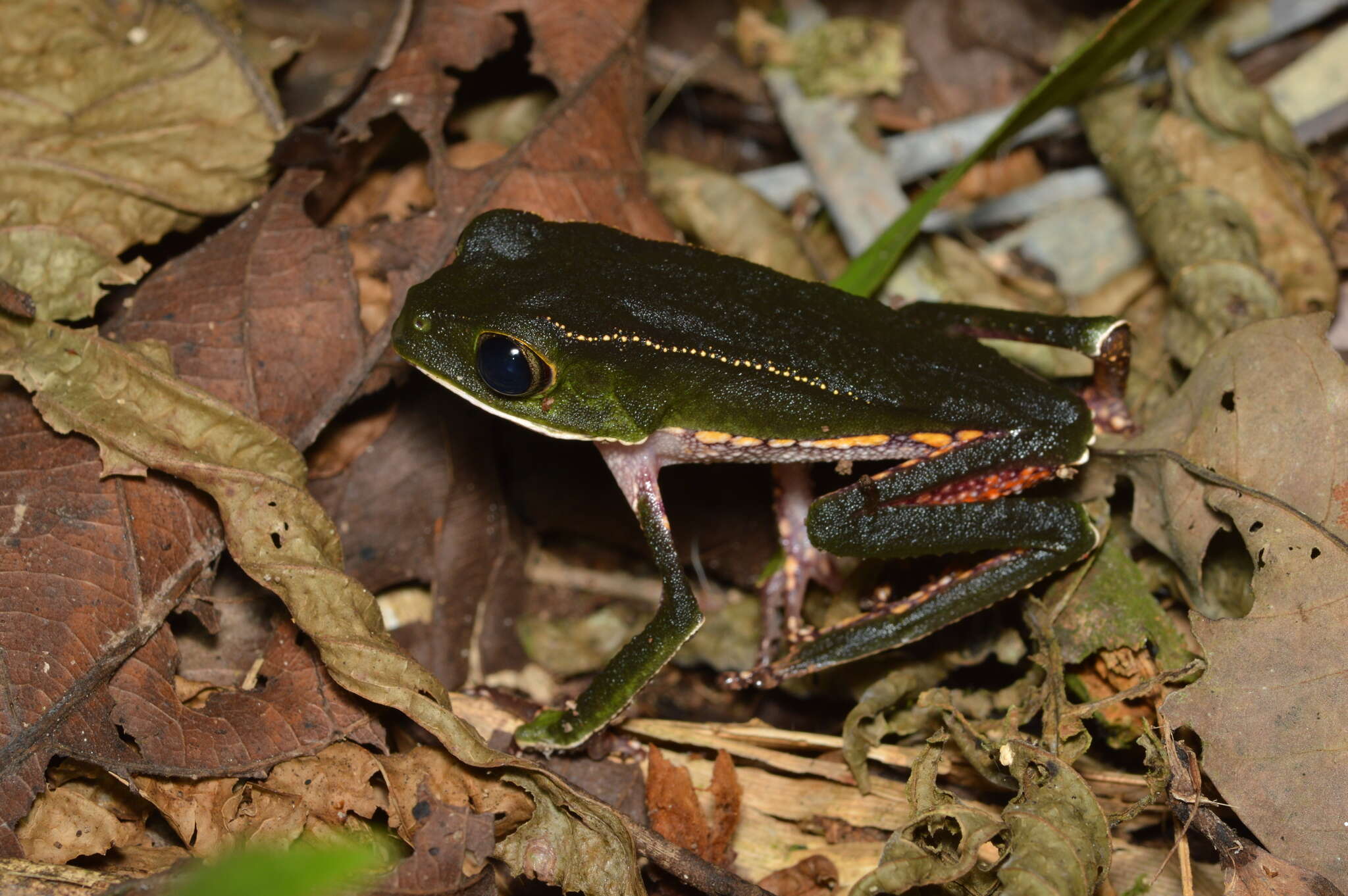 Image of Phylloméduse De Vaillant