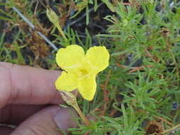 Sivun Oenothera hartwegii Benth. kuva